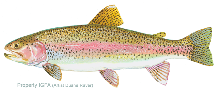 Rainbow Trout (720x299), Png Download