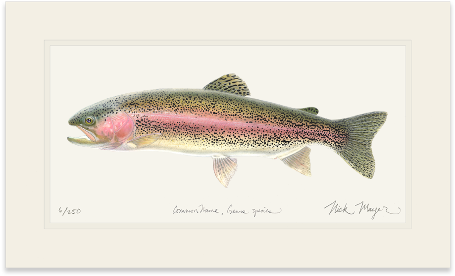 Rainbow Trout (1023x664), Png Download