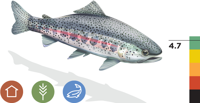 Coastal Rainbow Trout - California Rainbow Trout (700x373), Png Download