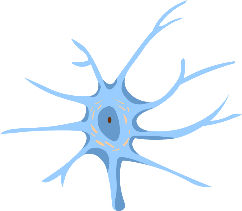 Central Nervous System Png (880x880), Png Download