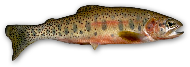 Westslope Cutthroat Trout Credit - Montana State Fish (676x349), Png Download