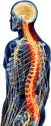 Nervous System Brain And Spinal Cord - Neuroanatomy And Neuroscience At A Glance (400x400), Png Download