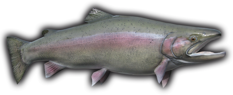 38" Rainbow Trout Fish Mount Replica - Coastal Cutthroat Trout (800x327), Png Download