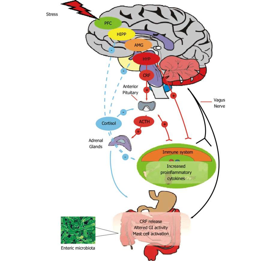 The Central Nervous System And Enteric Nervous System - Durchlässiger Darm (850x868), Png Download