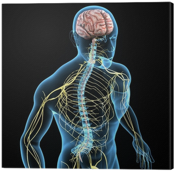 Nervous System In 3d (400x400), Png Download