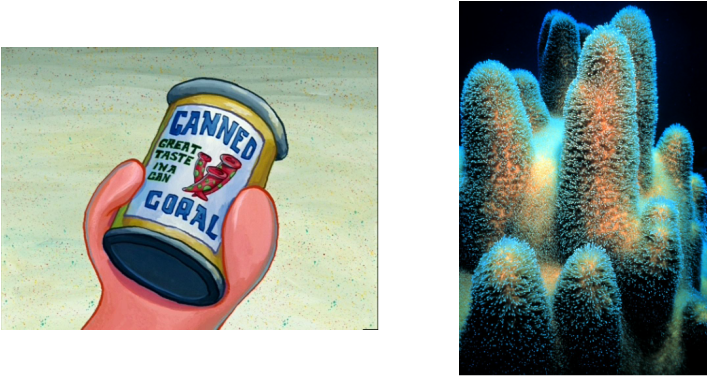 The Coral Has The One Of The Simplest Nervous Systems - Studies In Viral Ecology: Animal Host Systems Volume (708x376), Png Download