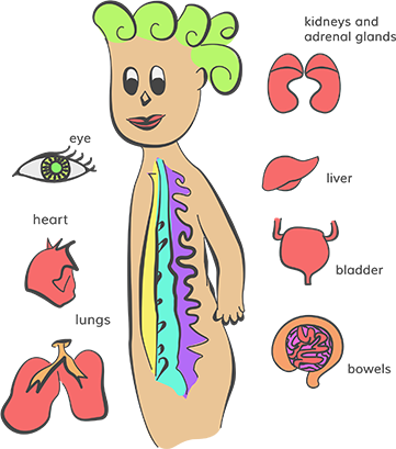 In Other Words, Your Autonomic Nervous System Determines - Simple Autonomic Nervous System (361x409), Png Download