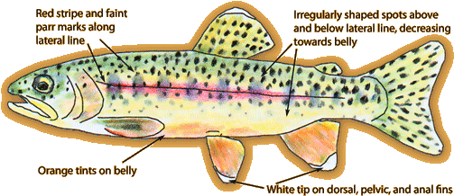 Kern River Rainbow Trout (580x265), Png Download