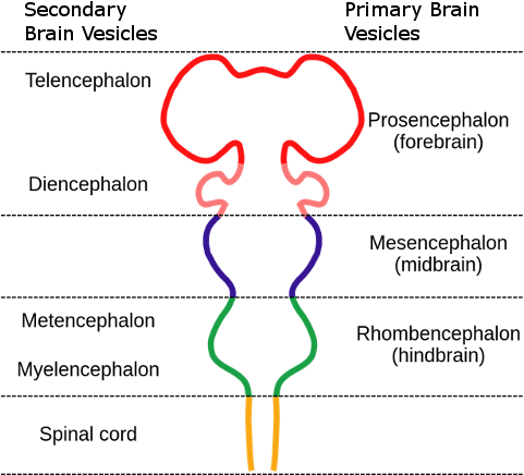 The Twelve Cranial Nerves Innervate The Head And Face, - Forebrain Classification (480x483), Png Download