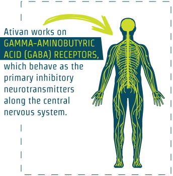 Net Ativan Central Nervous System - Illustration (344x350), Png Download