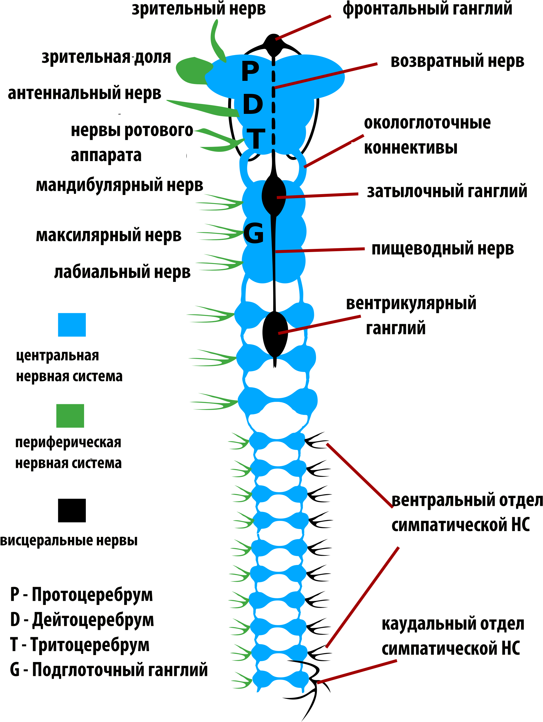 Enterprise Nervous System - Nervous System Of Insects (2000x2650), Png Download