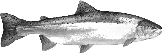 Steelhead Are Rainbow Trout Living In The Great Lakes - Steelhead Black And White (595x215), Png Download