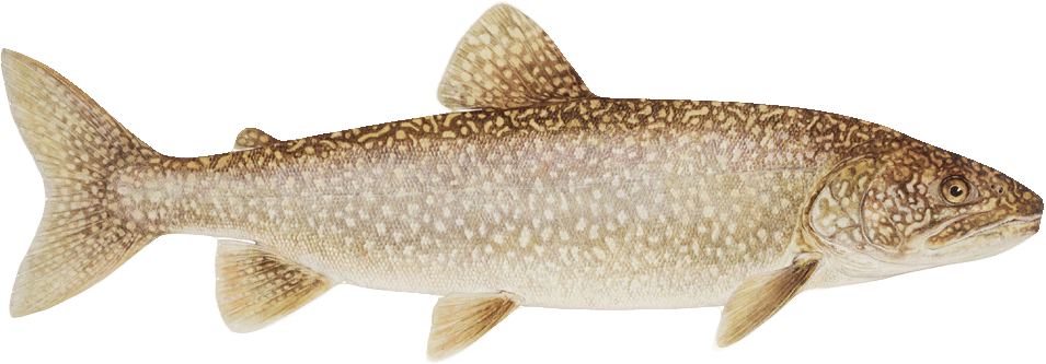 Monterey Bay Aquarium Trout (955x333), Png Download