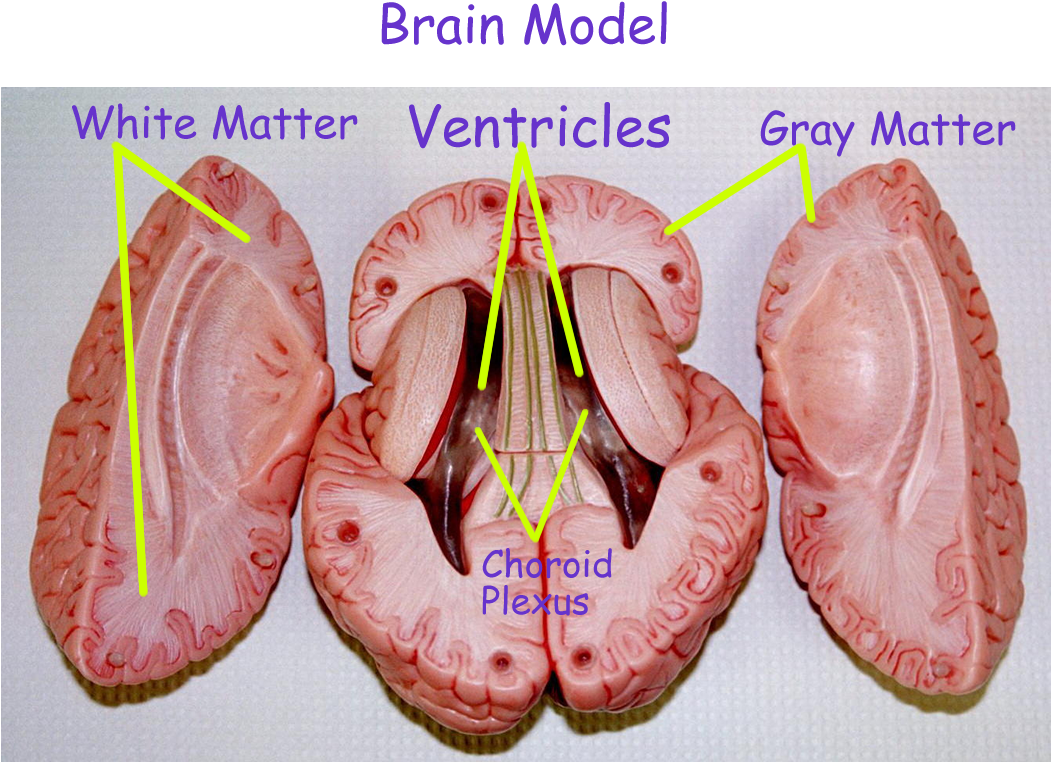 Colored Lobes - Biology (1100x800), Png Download
