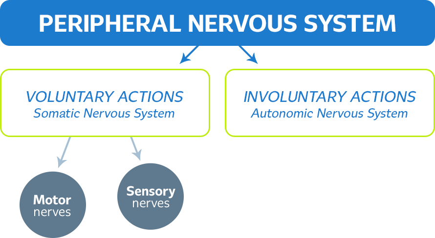 Peripheral Nervous System Schema (890x488), Png Download