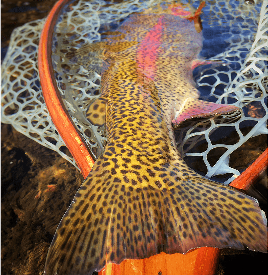 This Rainbow Is Fully Submerged Except For The Tail - Fishing (1150x894), Png Download