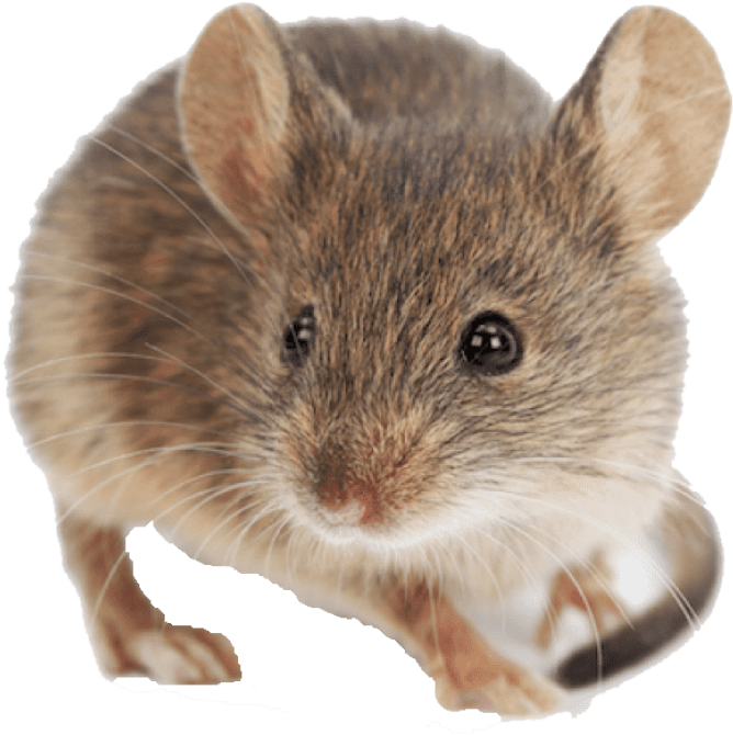 Free Png Mouse Png Images Transparent - Mus Musculus (850x800), Png Download