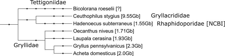 Unwelcome Mole Crickets Are Unwelcome In Ncbi Apparently, - Number (900x227), Png Download