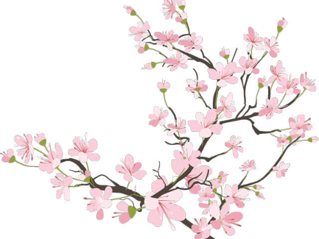 Sakura Blossom Clipart Kawaii - Cherry Blossom Trees With Transparent Background (640x480), Png Download