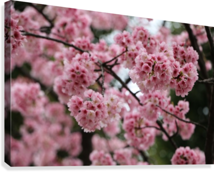 Sakura Art - Cherry Blossom (429x344), Png Download