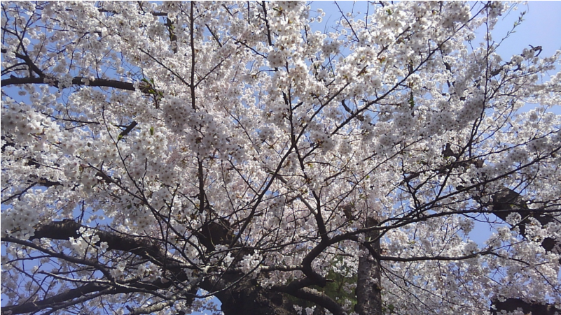 See More - Cherry Blossom (800x800), Png Download