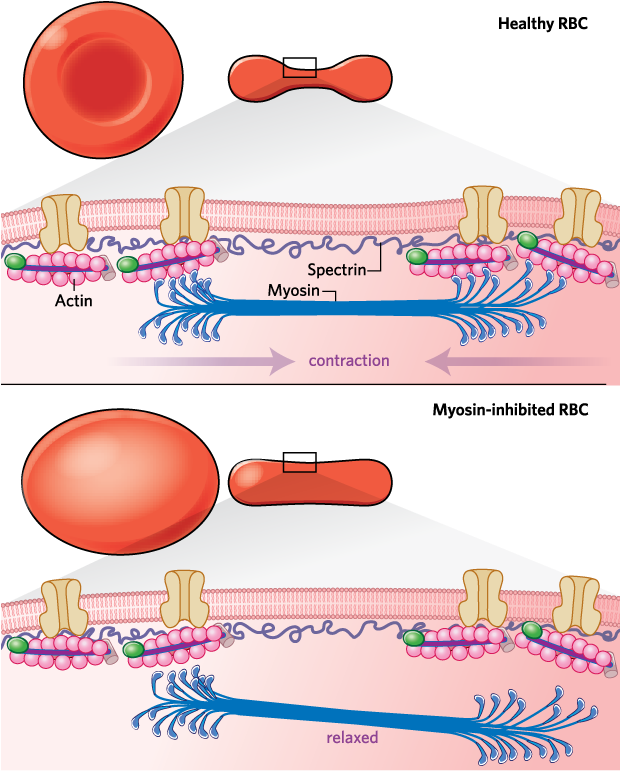 In A Pinch - Red Blood Cell (619x784), Png Download