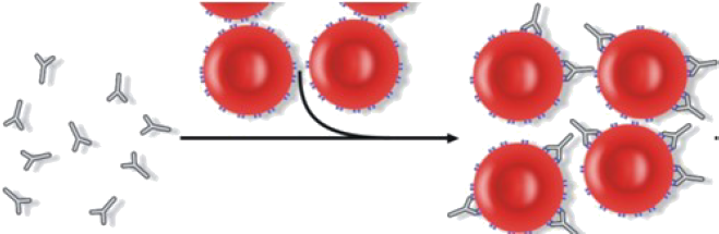 Red Blood Cells With Antibodies (702x223), Png Download