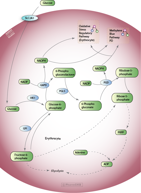 Pentose Phosphate Pathway , Pharmacodynamics Diagram - Pentose Phosphate Pathway Rbc (594x810), Png Download