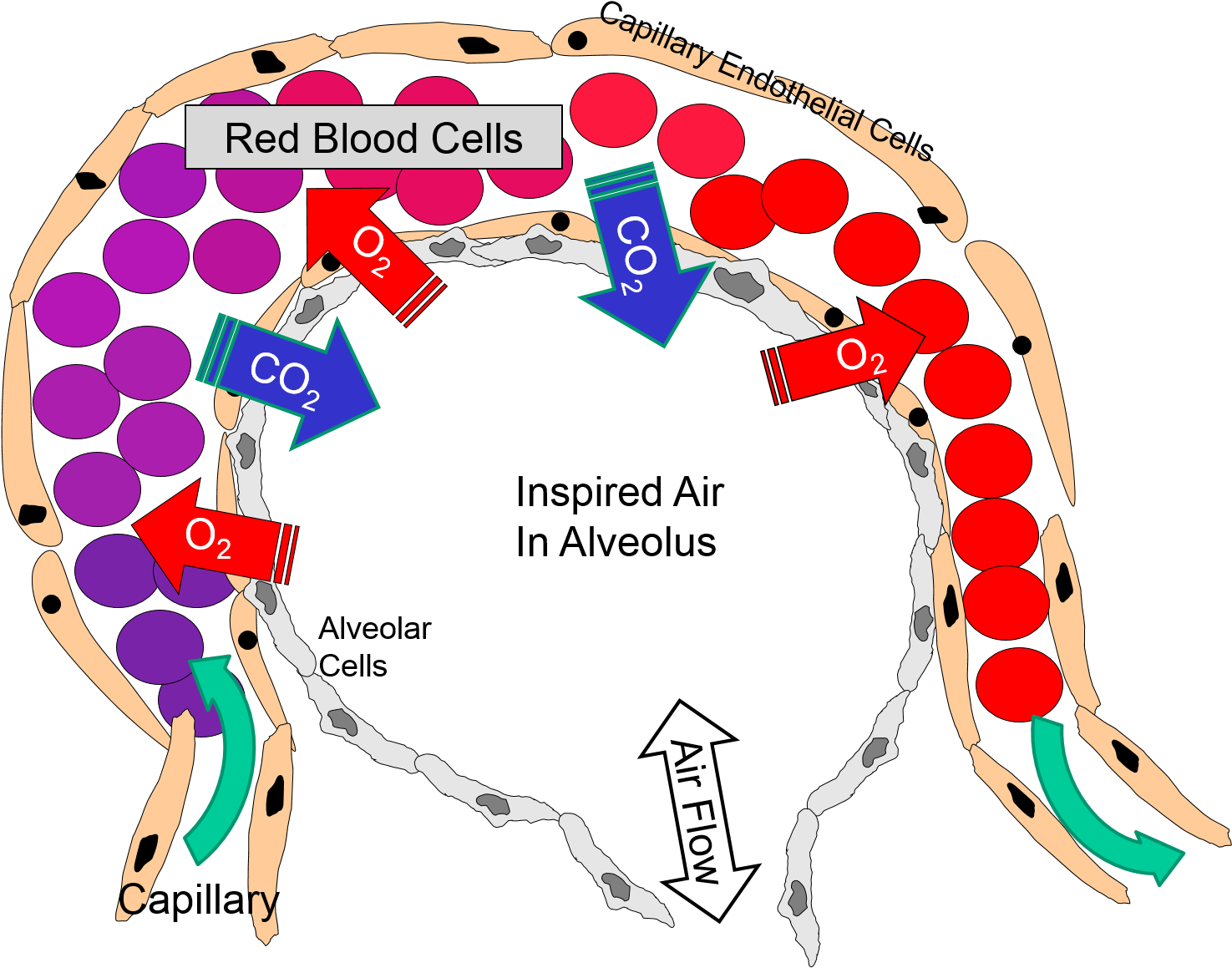 Alveoli Rbc (1474x1191), Png Download