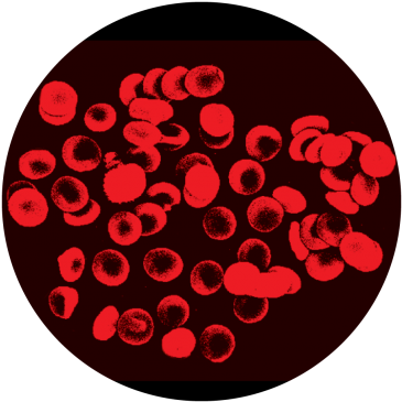 Blood Cells 2 Full Colour Glass Gobo - Glass (400x400), Png Download