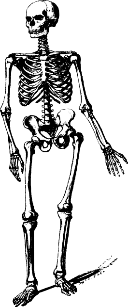 Human Skulls And Skeleton - Skeleton Free Clip Art (265x633), Png Download