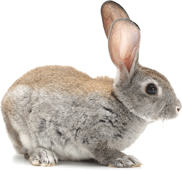 Bunny - Android Application Package (598x562), Png Download