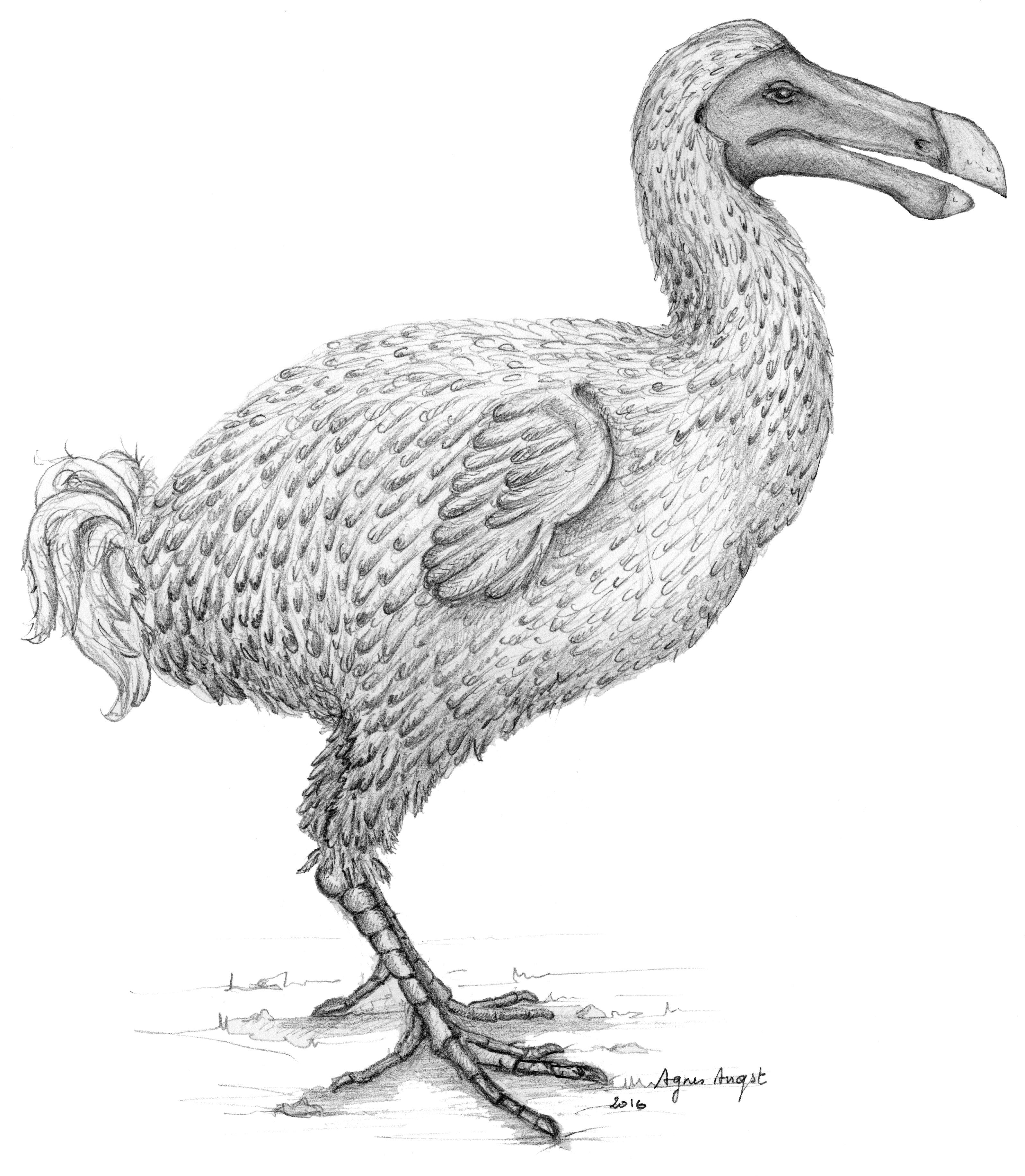 Reconstruction Of The Dodo Made By Agnès Angst - Dodo Bird Feathers (3240x3666), Png Download