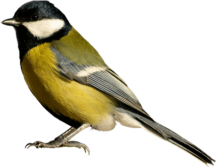 Burnished - Clear Background Bird Transparent (445x355), Png Download