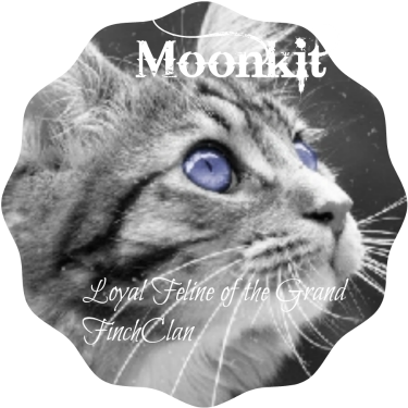 Cutekitty - Cat Looking Up (533x400), Png Download