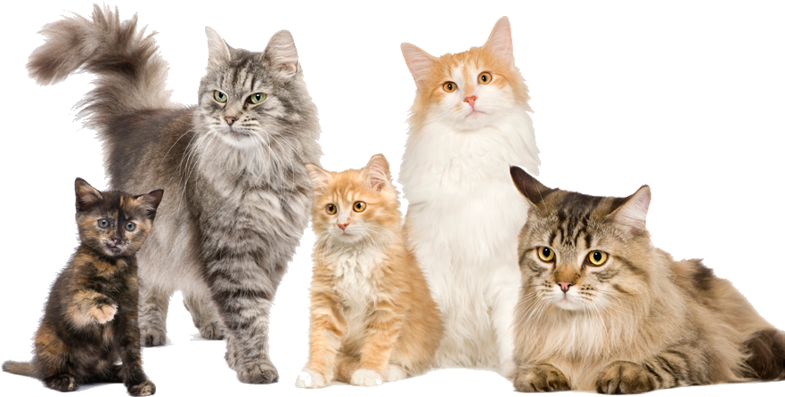 Types Of Cats (938x516), Png Download