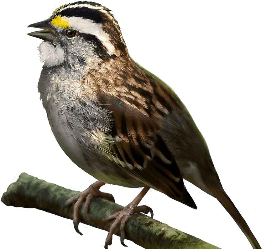 Sparrow Bird Png Picture - Song Sparrow (863x800), Png Download