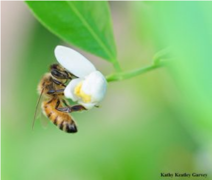 Where Do Honey Bees Come From - Bee On A Lemon Blossom (640x360), Png Download