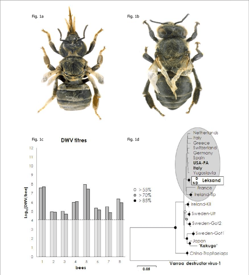 Typical Wing And Body Deformities Of The Adult Honey - Honey Bee (850x939), Png Download