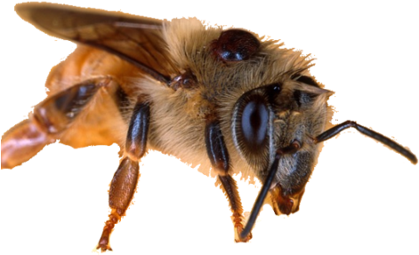 As This Epidemic Becomes More Alarming, It Is Important - Honey Bee Secrets: Honey Miraculous Healing With These (480x317), Png Download