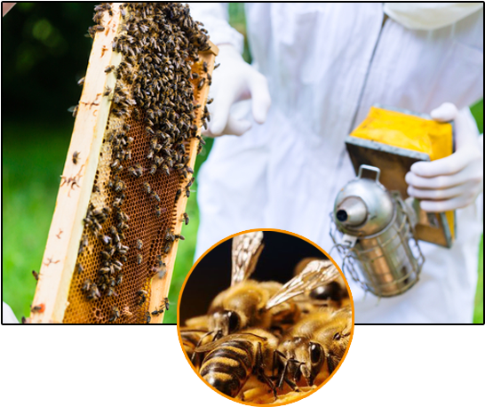 Honey Bee Control Image - Bee (576x469), Png Download