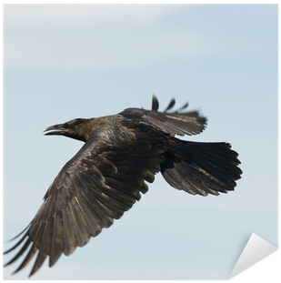 Raven Flying (400x400), Png Download