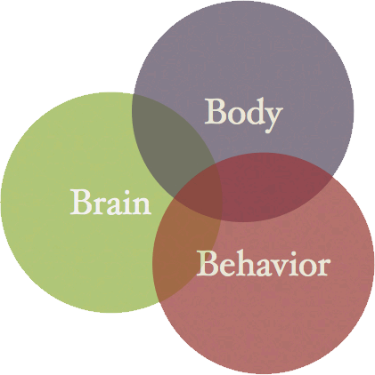 Brain Body And Behavior (421x422), Png Download
