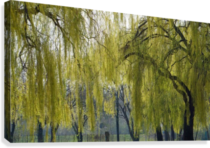 Weeping Willow Canvas Print - Willow (429x302), Png Download