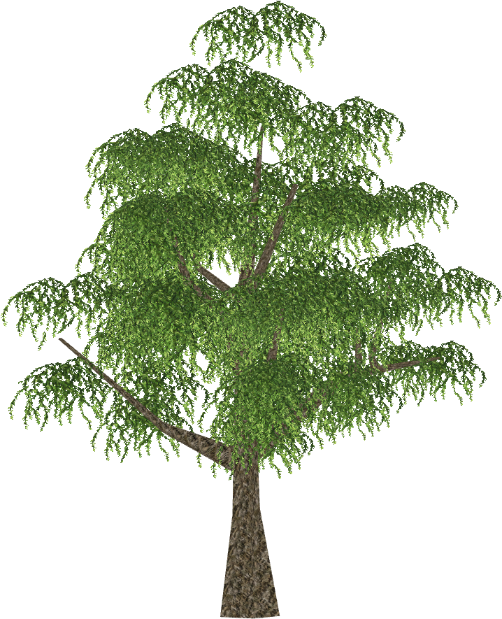 Weeping Willow - Grass (884x884), Png Download