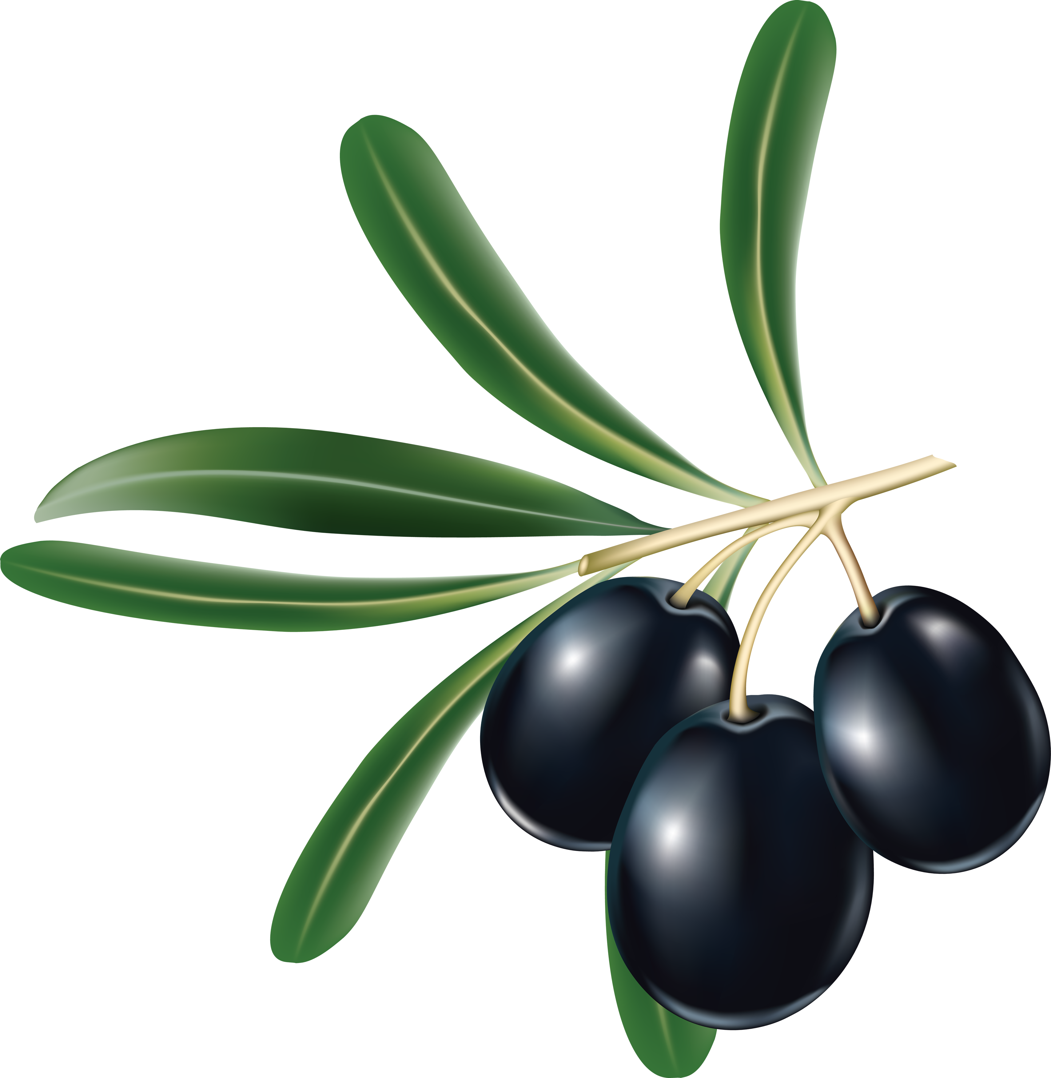 Black Olives Png - Black Olive Png (3417x3505), Png Download