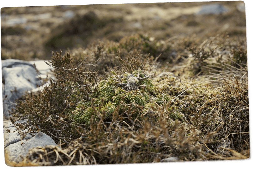 Then We Get Jim Involved He's Our Traditional, Portuguese, - Moss (900x543), Png Download