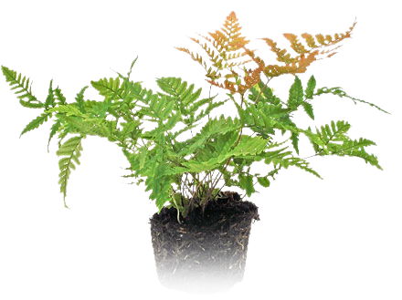 Mini Plant - Flower (440x329), Png Download