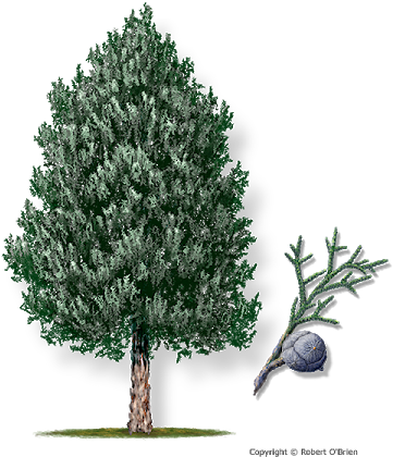 Arizona Cypress - Carolina Sapphire Arizona Cypress (450x450), Png Download