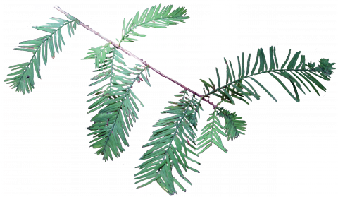 Louisiana (480x279), Png Download